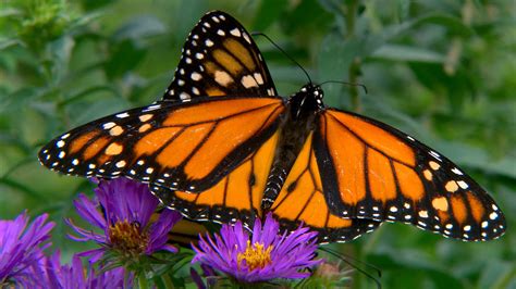 monarch butterfly s numbers fly dangerously low nbc news