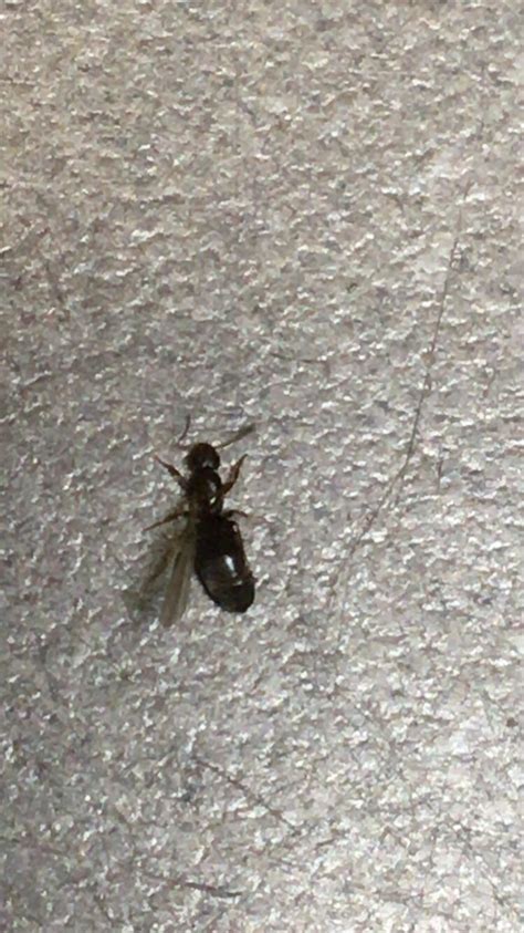 hey folks    carpenter ant drone rwhatsthisbug