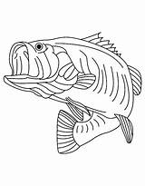 Bass Coloring Fish Pages Drawing Striped Sea Predator Fishing Largemouth Walleye Clipart Mouth Large Boat Book Drawings Kids Outline Color sketch template