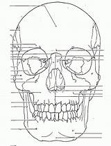 Anatomy Bones sketch template
