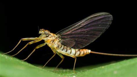 why short lived mayflies have the right idea big think