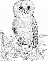 Owl Coloring Pages Big Eyed Printable Burrowing Drawing Realistic Barn Print Sheets Hoot Printables Activity Designlooter Pdf Animals Gif Getdrawings sketch template