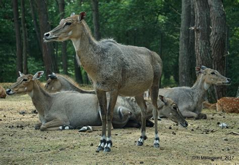 safaripark beekse bergen autosafari antilope nijlgau  flickr