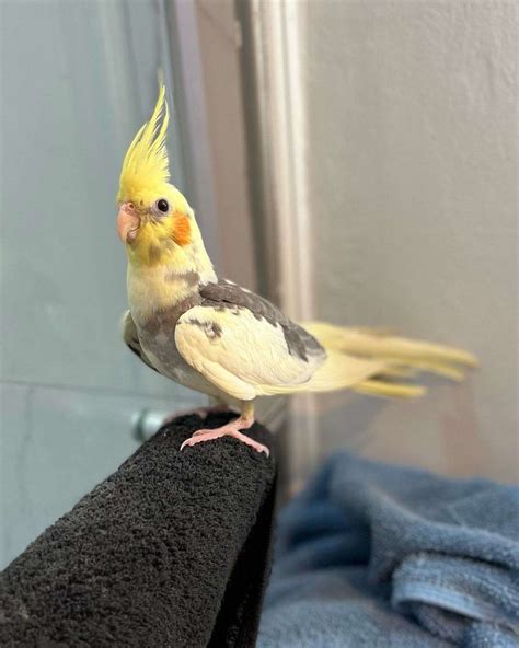 unsexed lutino pied cockatiel weaned ready  pickup