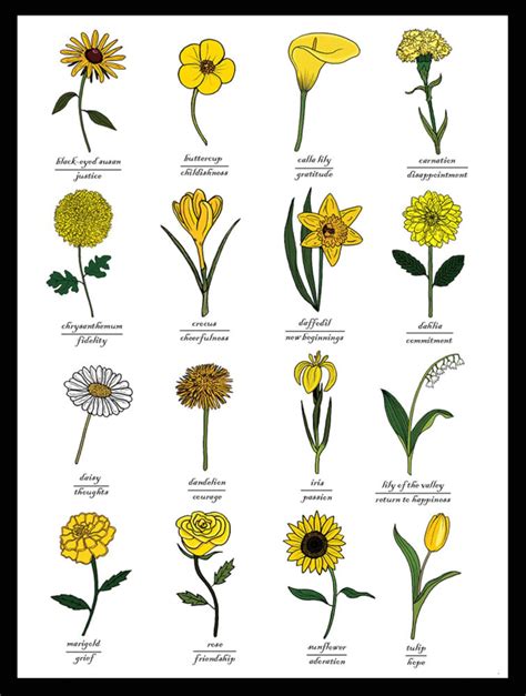 yellow flowers identification symbolic meaning print wall art chart