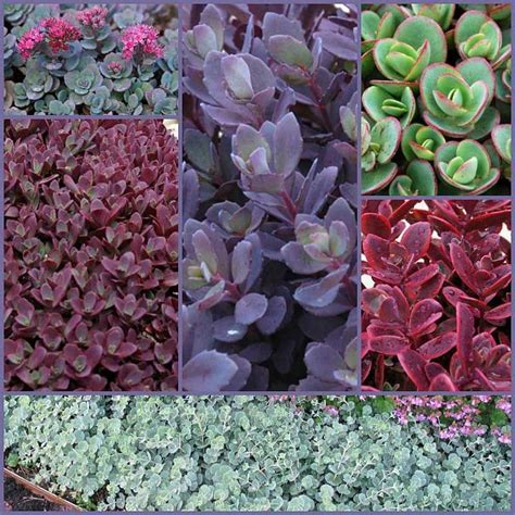 Wild About Color Our Groundcover Sedum Collection Boasts Up To 5