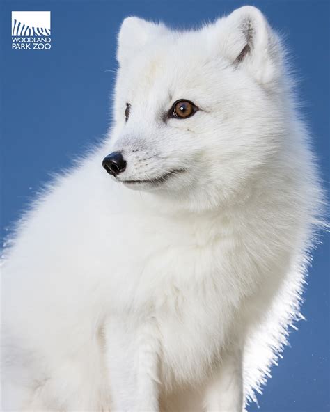 cool facts about arctic foxes interesting facts about
