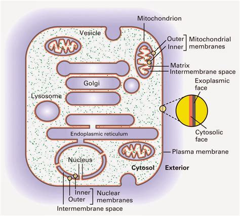 propanona estructura de las membranas biologicas