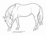 Bowing Lineart Warmblood Angie Pferde Tack Cliparting Ausmalbilder sketch template