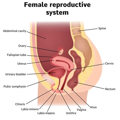 50 of men struggle to identify a woman s vagina correctly on a diagram