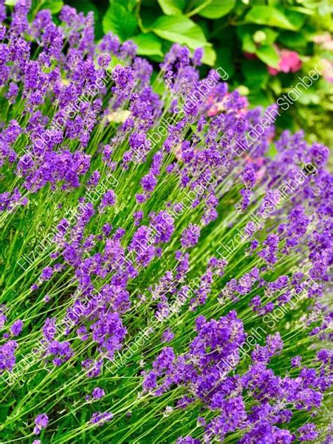 lavender flowers park  almere netherlands colorful etsy