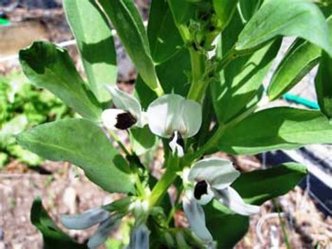 growing  marvelous fabulous fava bean horticulture