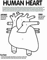 Heart Coloring Human Pages Body System Anatomy Color Parts Circulatory Crayola Blue Science Numbers Corps Red Kids Paint Other Humain sketch template