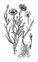 Illustration Cyanus Centaurea Botany Engraving Plants Antique sketch template