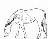 Coloring Pages Mustang Horse Horses Wild Para Drawing Grazing Colorear Bucking Printable Outline Pastando Caballos Color Running Dibujos Sketch sketch template