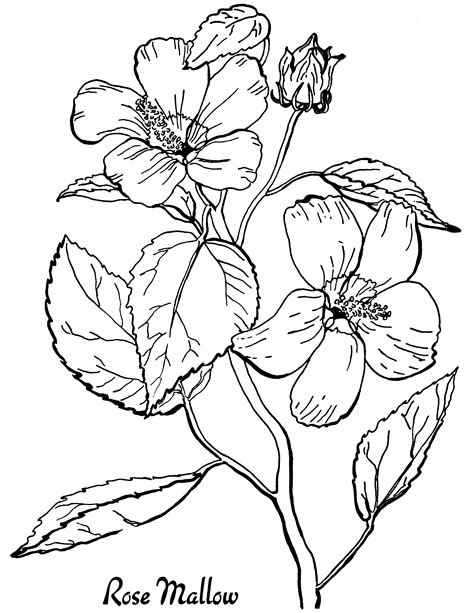 printable flower coloring pages coloringpages