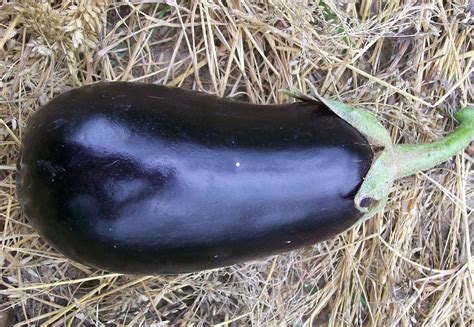 early black egg eggplant   southern exposure seed exchange