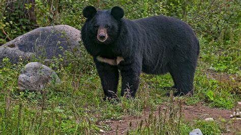asiatic black bear facts habitat  population roundglass sustain