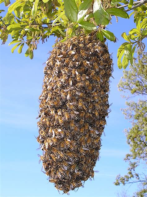 catching swarms video tutorial keeping backyard bees