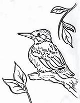 Kingfisher Coloring Pages Bird Drawing Chickadee Line Printable Print 2550 Color Designlooter Getdrawings Drawings 29kb 1026 Today Getcolorings sketch template