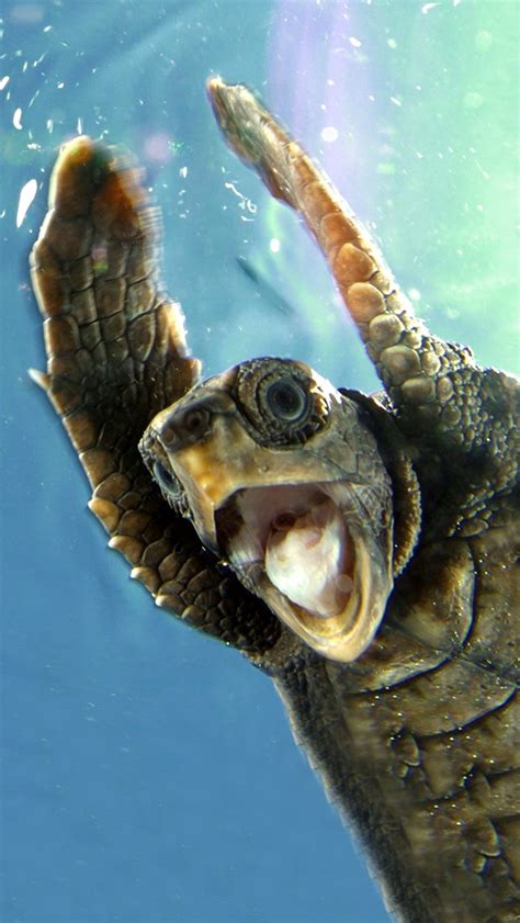 showing gallery  cute turtle iphone wallpaper
