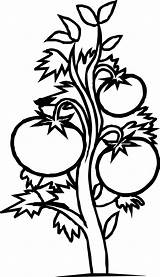 Clip Plants Clipart Plant Tomato Coloring Colouring Cliparts Line Flowers Book sketch template