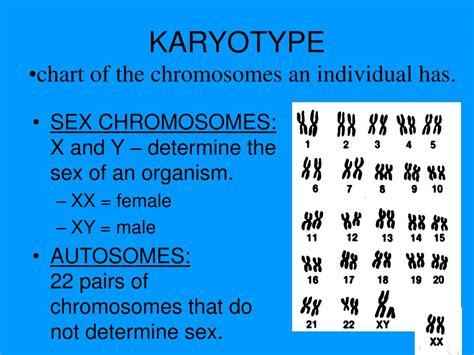 Ppt Karyotyping Sex Linked Traits And Pedigrees Oh My Powerpoint