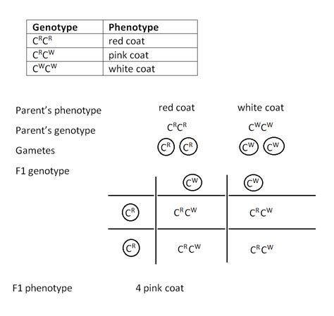 132 Genetic Diagrams Biology Notes For A Level