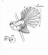 Fantail Bird Tui Native Tattoo Zealand Draw Nz Drawings Birds Copy Kids Kfb Kiwiana Stencils sketch template
