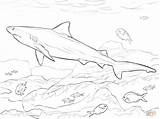 Shark Coloring Pages Realistic Bull Drawing Megalodon Printable Great Outline Goblin Sharks Mako Color Haai Adults Fish Getdrawings Drawings Getcolorings sketch template