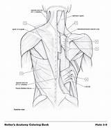 Anatomy Netter Anatomia Netters Humana Consult Anatomía Designlooter sketch template