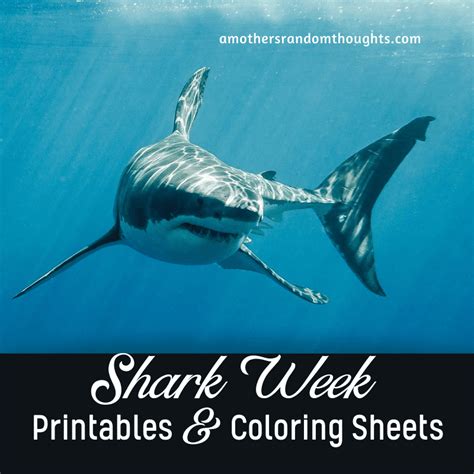 shark printables  facts  shark week   mothers random