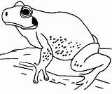 Sapo Kikkers Kleurplaten Kikker Mewarnai Malvorlage Frosche Kodok Katak Animasi Grenouille Rana Dieren Bergerak Frogs Frosch Rane Maak Persoonlijke Animaatjes sketch template
