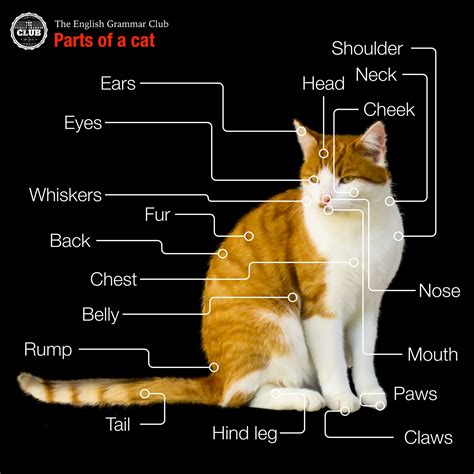 parts   cat ha whiskers writing prompts vocabulary infographic trust animals gatos