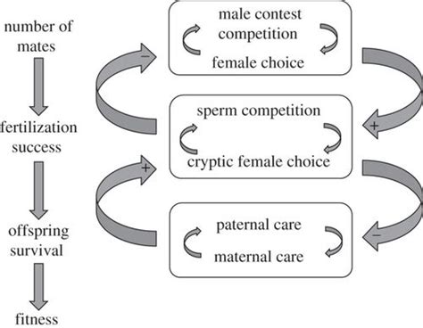 Polyandry As A Mediator Of Sexual Selection Before And After Mating
