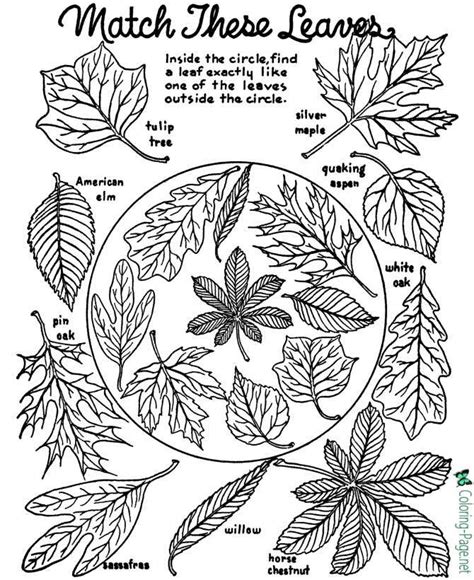tree leaves coloring pages leaf  worksheets