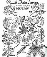 Coloring Fall Autumn Pages Leaves Sheet Tree Sheets Printable Kids Leaf Book Worksheets Identification Color Colouring Holiday Activities Printables Cutest sketch template