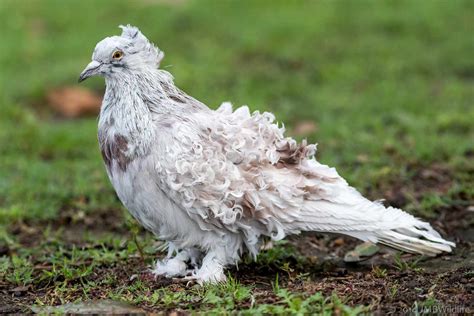 bizarre pigeon breeds