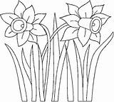 Daffodil Colorat Narcise Narcissus Jonquille Paquerette Planse Dessins Tecido Designlooter Risco sketch template