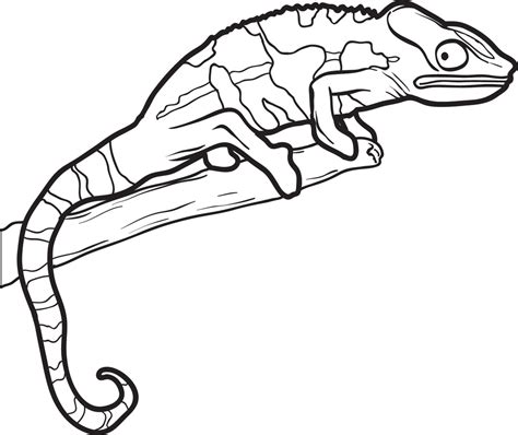printable lizard coloring page  kids  supplyme
