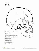 Labeling Unlabeled System Skeleton Cranium Kidsworksheetfun Kristina 5th sketch template