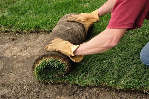 important tips  installing  sod lawn correctly