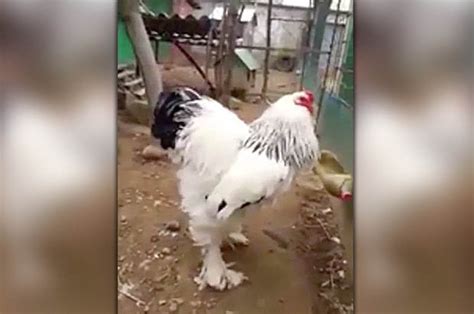 fearsome beast   biggest chicken     daily star