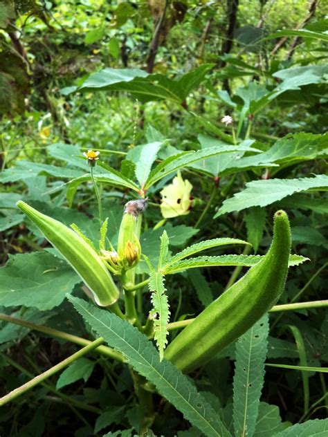 okra plant growing stages grow okra seed savers exchange  prevent