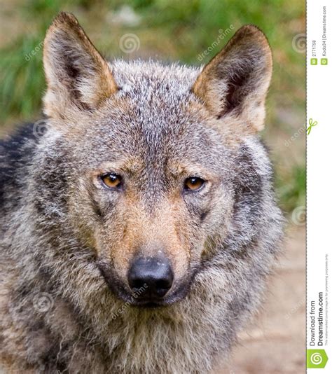 iberische wolf stock foto image  ontspan vermoeid