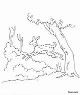 Deer Coloring Pitara Pages sketch template