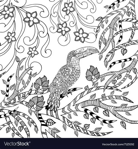 toucan coloring page royalty  vector image