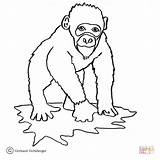 Coloring Ape Pages Chimp Template Apes Cartoon Drawing Monkey Gibbon Sitting Bounty Hunter Dog Printable Supercoloring sketch template