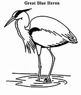 Heron Blue Great Coloring Pages Color Animal Animalstown Drawing Printable Herron Animals Herons Print Back Sheets Popular Comments sketch template