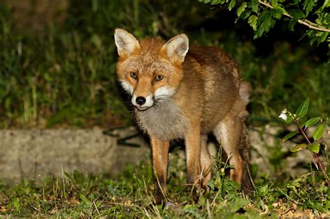 fox update   permuted